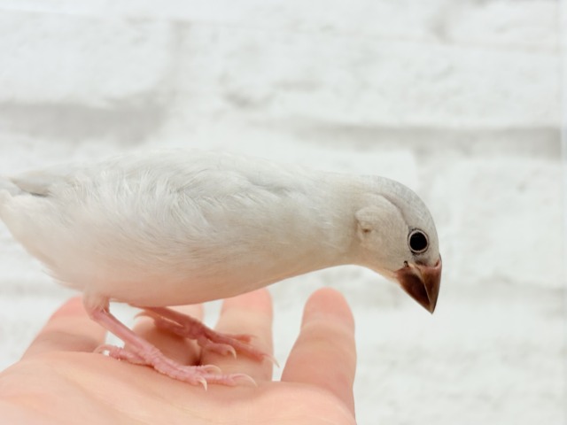 シルバー文鳥