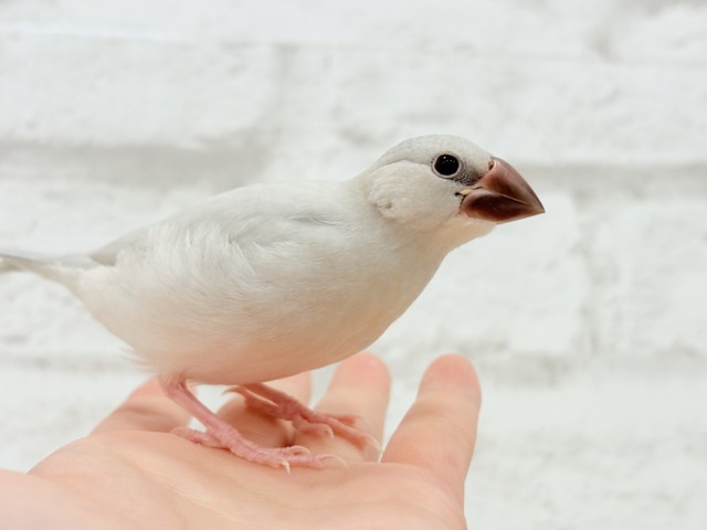 【最新画像更新🪄】食欲に勝るものは無し!!!シルバー文鳥 ヒナ シルバー文鳥