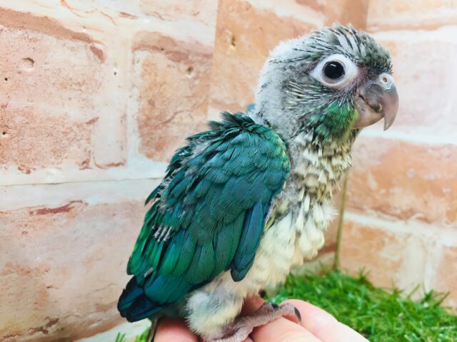 青色の美鳥ちゃん登場🔥🔥🔥 ホオミドリウロコインコの“ブルー”カラー☆ ウロコインコ