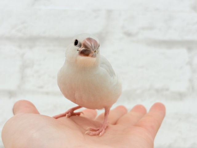 【最新画像更新🪄】食欲に勝るものは無し!!!シルバー文鳥 ヒナ シルバー文鳥