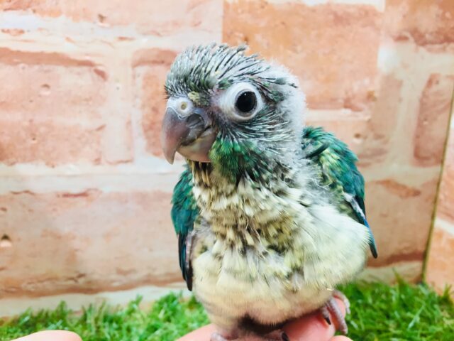 青色の美鳥ちゃん登場🔥🔥🔥 ホオミドリウロコインコの“ブルー”カラー☆ ウロコインコ