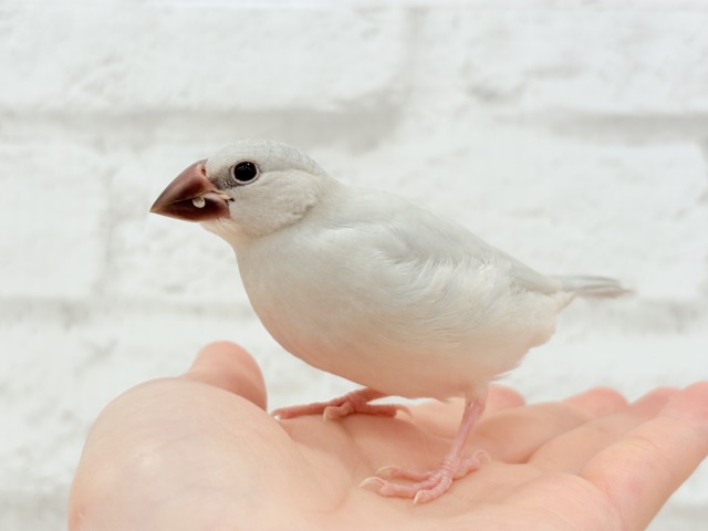 【最新画像更新🪄】食欲に勝るものは無し!!!シルバー文鳥 ヒナ シルバー文鳥