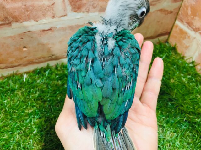 青色の美鳥ちゃん登場🔥🔥🔥 ホオミドリウロコインコの“ブルー”カラー☆ ウロコインコ