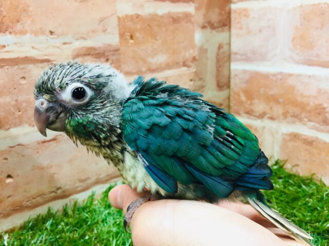青色の美鳥ちゃん登場🔥🔥🔥 ホオミドリウロコインコの“ブルー”カラー☆ ウロコインコ