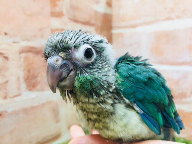 青色の美鳥ちゃん登場🔥🔥🔥 ホオミドリウロコインコの“ブルー”カラー☆ ウロコインコ