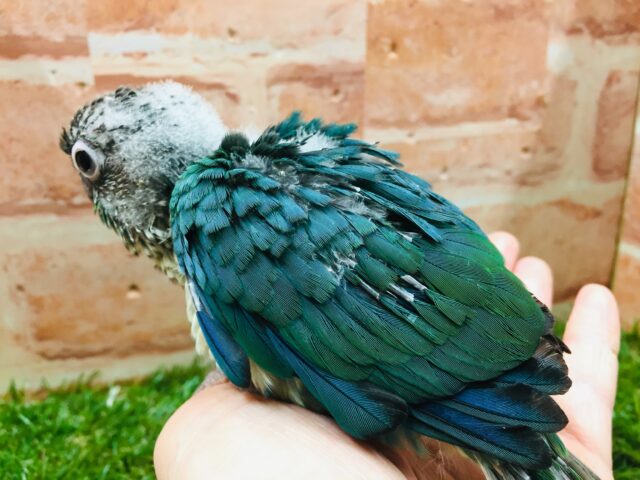 青色の美鳥ちゃん登場🔥🔥🔥 ホオミドリウロコインコの“ブルー”カラー☆ ウロコインコ