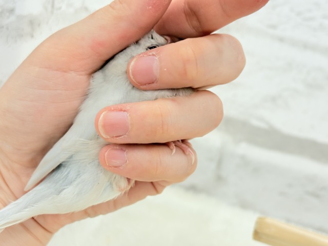 シルバー文鳥