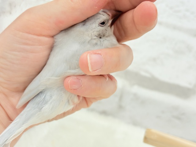 【最新画像更新🪄】食欲に勝るものは無し!!!シルバー文鳥 ヒナ シルバー文鳥