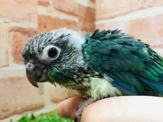 青色の美鳥ちゃん登場🔥🔥🔥 ホオミドリウロコインコの“ブルー”カラー☆ ウロコインコ