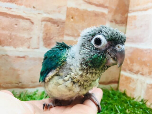 青色の美鳥ちゃん登場🔥🔥🔥 ホオミドリウロコインコの“ブルー”カラー☆ ウロコインコ