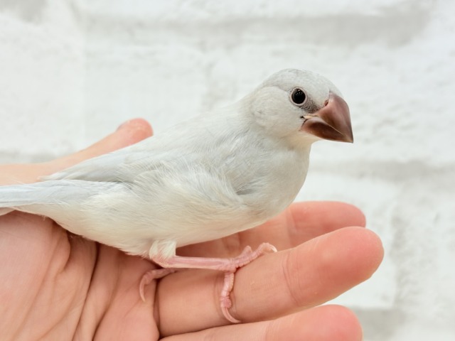 【最新画像更新🪄】食欲に勝るものは無し!!!シルバー文鳥 ヒナ シルバー文鳥