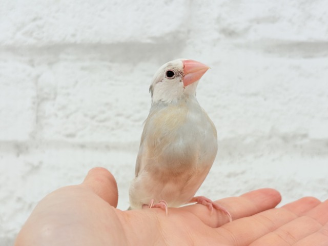 【最新画像更新🪄もうすぐひとり餌☆】ふんわり柔らかクリームラッテ🐣☕️アゲイト文鳥 ヒナ アゲイト文鳥