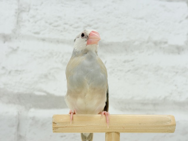 アゲイト文鳥