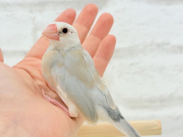 【最新画像更新🪄もうすぐひとり餌☆】ふんわり柔らかクリームラッテ🐣☕️アゲイト文鳥 ヒナ アゲイト文鳥