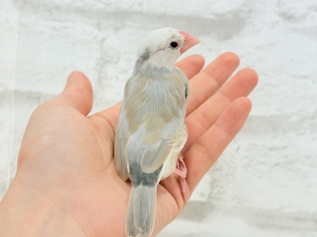 【最新画像更新🪄もうすぐひとり餌☆】ふんわり柔らかクリームラッテ🐣☕️アゲイト文鳥 ヒナ アゲイト文鳥