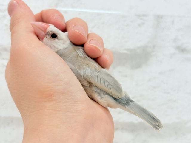 【最新画像更新🪄もうすぐひとり餌☆】ふんわり柔らかクリームラッテ🐣☕️アゲイト文鳥 ヒナ アゲイト文鳥