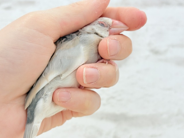 【最新画像更新🪄もうすぐひとり餌☆】ふんわり柔らかクリームラッテ🐣☕️アゲイト文鳥 ヒナ アゲイト文鳥