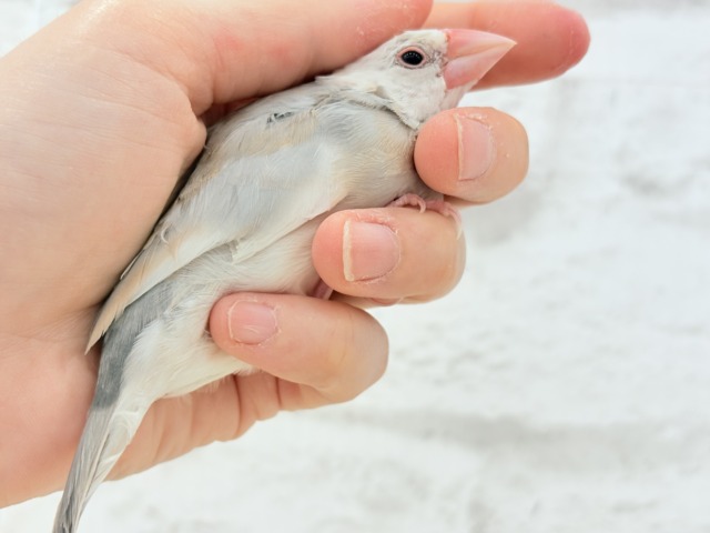 アゲイト文鳥