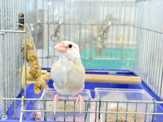アゲイト文鳥