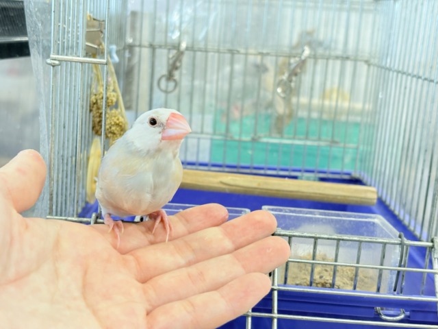 【最新画像更新🪄もうすぐひとり餌☆】ふんわり柔らかクリームラッテ🐣☕️アゲイト文鳥 ヒナ アゲイト文鳥