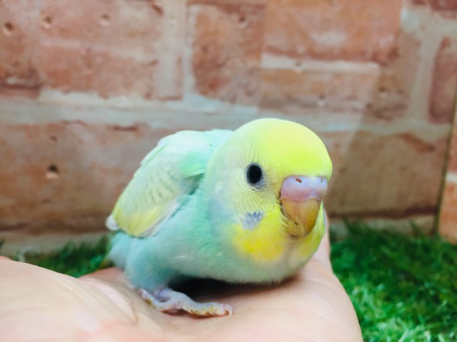 ①レインボーカラーのセキセイちゃんがやってきましたよ~🌈🌈🌈 セキセイインコ(レインボー系) セキセイインコ