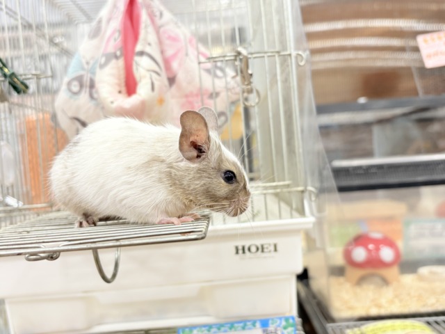デグー