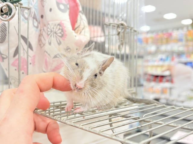 デグー