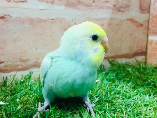 ①レインボーカラーのセキセイちゃんがやってきましたよ~🌈🌈🌈 セキセイインコ(レインボー系) セキセイインコ
