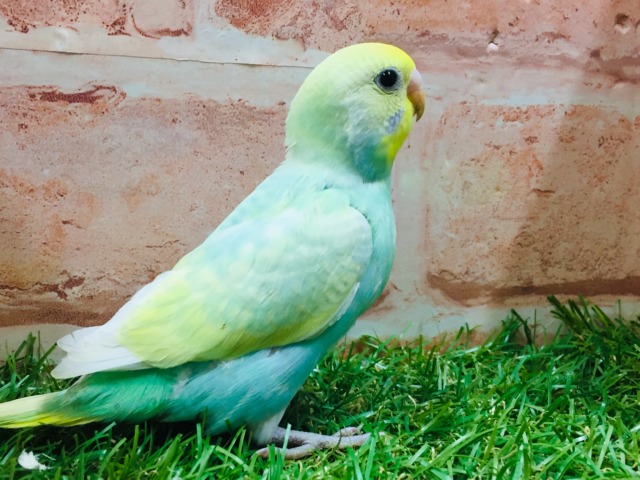 ①レインボーカラーのセキセイちゃんがやってきましたよ~🌈🌈🌈 セキセイインコ(レインボー系) セキセイインコ