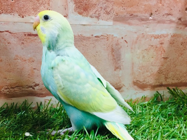 ①レインボーカラーのセキセイちゃんがやってきましたよ~🌈🌈🌈 セキセイインコ(レインボー系) セキセイインコ