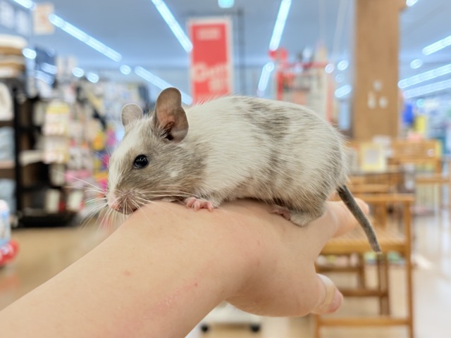 デグー