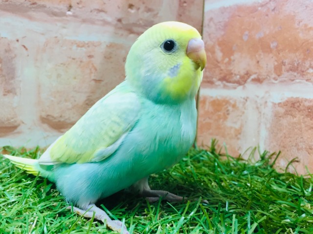 ①レインボーカラーのセキセイちゃんがやってきましたよ~🌈🌈🌈 セキセイインコ(レインボー系) セキセイインコ