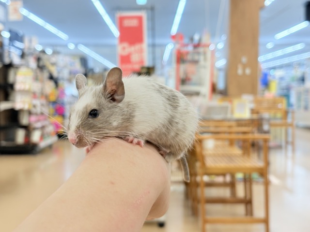 デグー