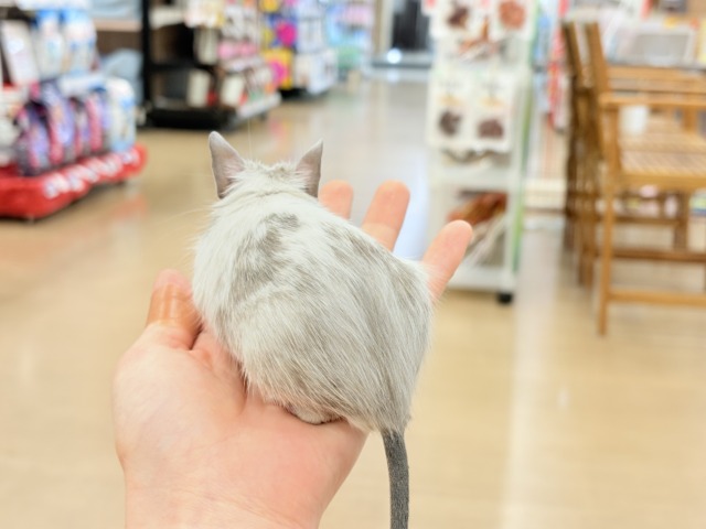 デグー