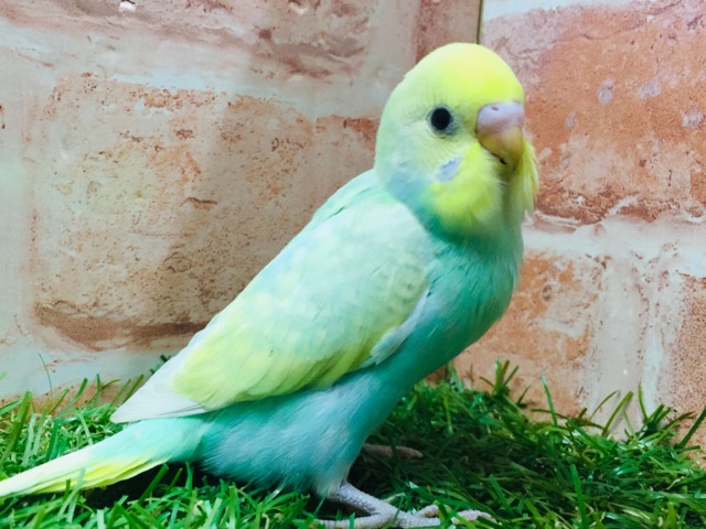 ①レインボーカラーのセキセイちゃんがやってきましたよ~🌈🌈🌈 セキセイインコ(レインボー系) セキセイインコ