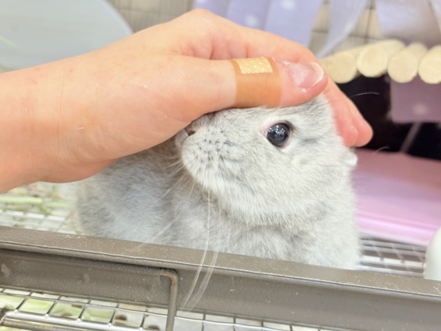 【最新画像更新🪄】ぬいぐるみ的もふふわ感🐰🫧ネザーランドドワーフ(グレー)男の子 ネザーランドドワーフ