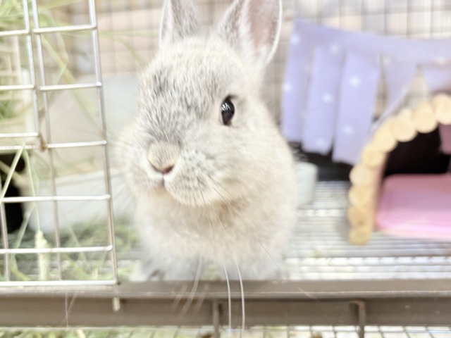 【最新画像更新🪄】ぬいぐるみ的もふふわ感🐰🫧ネザーランドドワーフ(グレー)男の子 ネザーランドドワーフ