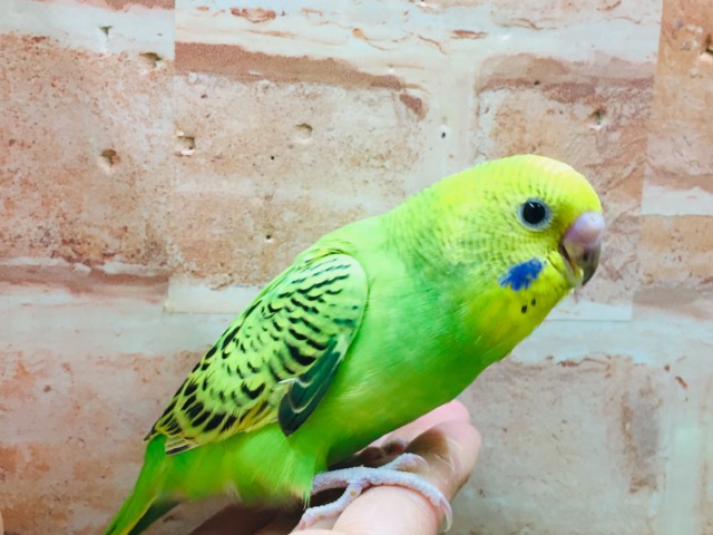 💚💚セキセイインコ(オパーリン)💚💚 セキセイインコ