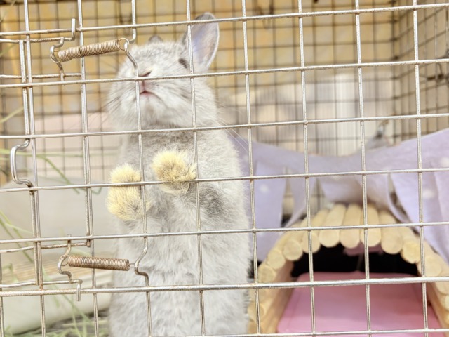 【最新画像更新🪄】ぬいぐるみ的もふふわ感🐰🫧ネザーランドドワーフ(グレー)男の子 ネザーランドドワーフ