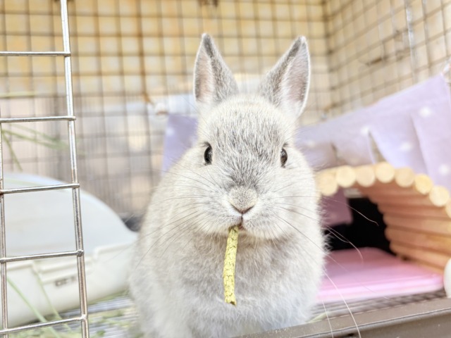 【最新画像更新🪄】ぬいぐるみ的もふふわ感🐰🫧ネザーランドドワーフ(グレー)男の子 ネザーランドドワーフ