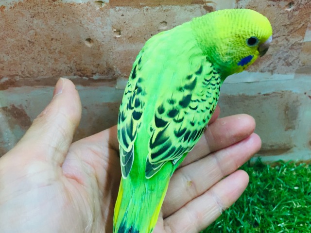 💚💚セキセイインコ(オパーリン)💚💚 セキセイインコ