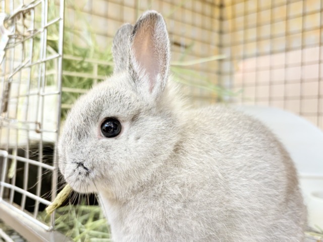 【最新画像更新🪄】ぬいぐるみ的もふふわ感🐰🫧ネザーランドドワーフ(グレー)男の子 ネザーランドドワーフ