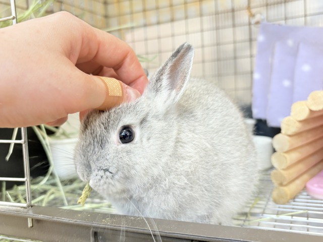【最新画像更新🪄】ぬいぐるみ的もふふわ感🐰🫧ネザーランドドワーフ(グレー)男の子 ネザーランドドワーフ