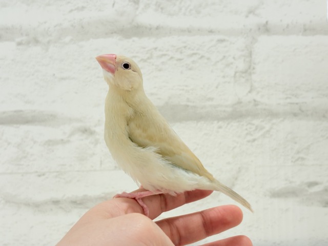 シナモン文鳥