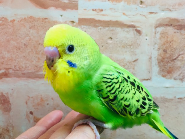 💚💚セキセイインコ(オパーリン)💚💚 セキセイインコ