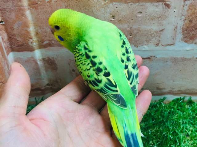 💚💚セキセイインコ(オパーリン)💚💚 セキセイインコ