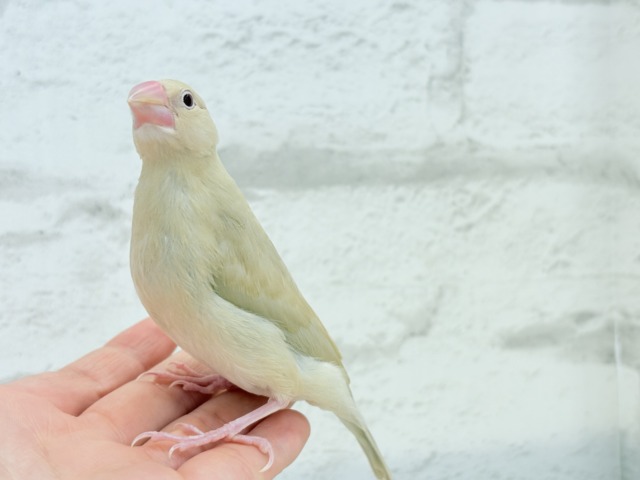 【最新画像更新🪄】ふんわり優しさ溢れる子☕️.*・゚シナモン文鳥 ヒナ シナモン文鳥