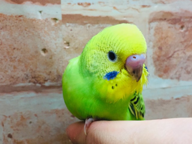 💚💚セキセイインコ(オパーリン)💚💚 セキセイインコ