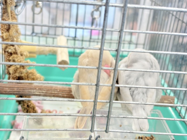 シナモン文鳥
