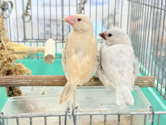 【最新画像更新🪄】ふんわり優しさ溢れる子☕️.*・゚シナモン文鳥 ヒナ シナモン文鳥